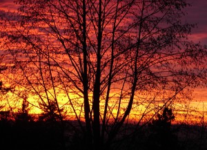 Sunset in Corbett