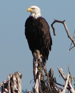 Eagle